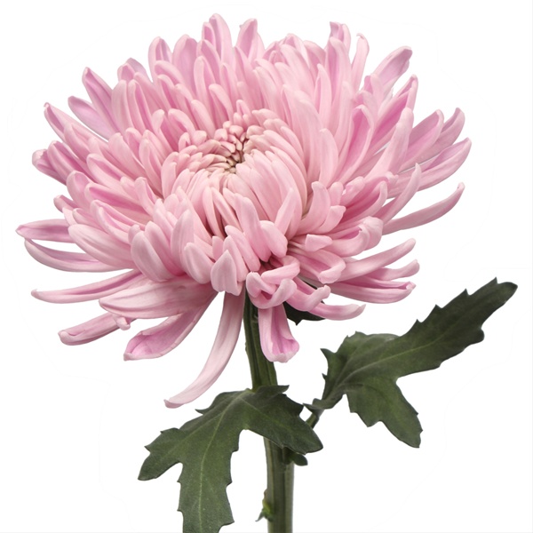 Escapade Disbuds/Mums Chrysanthemum Flowers by category Sierra